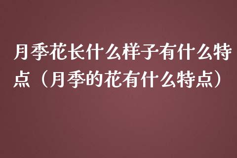 月季花长什么样子有什么特点（月季的花有什么特点）_https://www.apanben.com_期货学院_第1张
