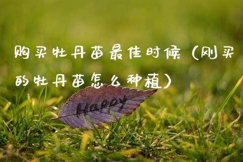 购买牡丹苗最佳时候（刚买的牡丹苗怎么种植）_https://www.apanben.com_国际期货_第1张