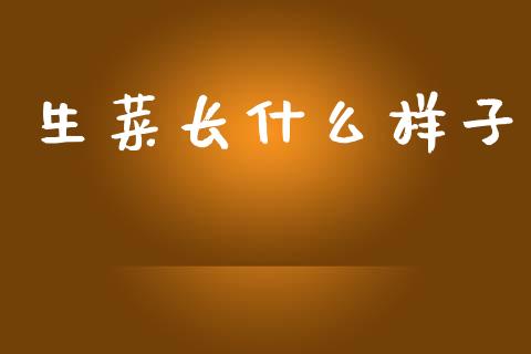 生菜长什么样子_https://www.apanben.com_财经资讯_第1张