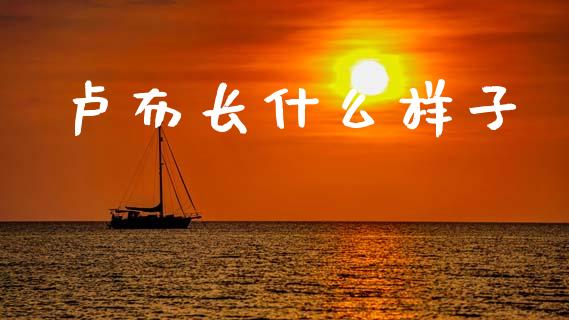 卢布长什么样子_https://www.apanben.com_股市指导_第1张