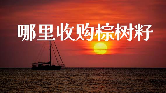 哪里收购棕树籽_https://www.apanben.com_期货学院_第1张
