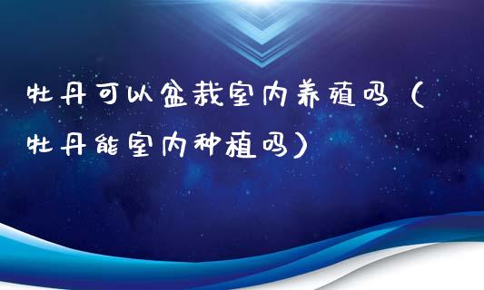 牡丹可以盆栽室内养殖吗（牡丹能室内种植吗）_https://www.apanben.com_期货学院_第1张