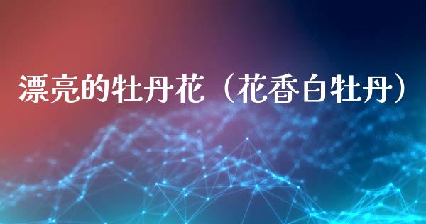 漂亮的牡丹花（花香白牡丹）_https://www.apanben.com_期货学院_第1张