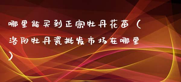 哪里能买到正宗牡丹花苗（洛阳牡丹瓷批发市场在哪里）_https://www.apanben.com_国际期货_第1张