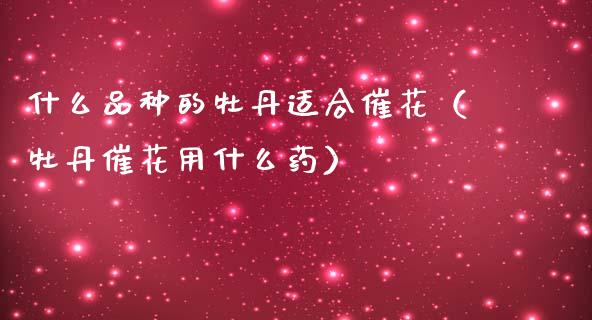 什么品种的牡丹适合催花（牡丹催花用什么药）_https://www.apanben.com_国际期货_第1张