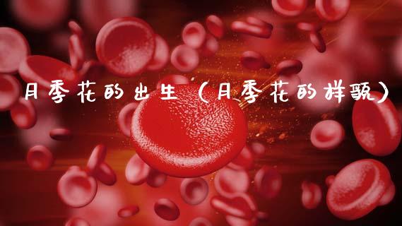 月季花的出生（月季花的样貌）_https://www.apanben.com_国际期货_第1张