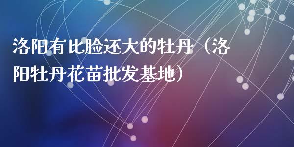 洛阳有比脸还大的牡丹（洛阳牡丹花苗批发基地）_https://www.apanben.com_期货学院_第1张