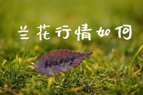 兰花行情如何_https://www.apanben.com_股市指导_第1张
